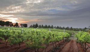 The Best Vineyards and Wineries to Visit in India 3